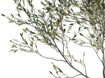 Olive tree in a flowerpot for the interior 969 3D model