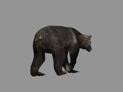 walking bear loop 3D model