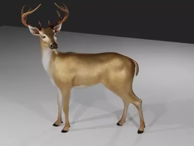 Deer realistic 3D model