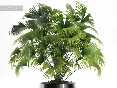  palm plants 126 3D model