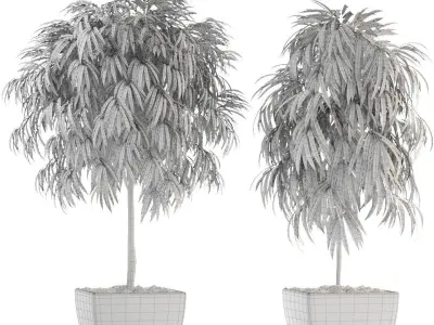 Ficus Alii 3D model