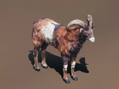 Ovis Animated Low-poly 3D model