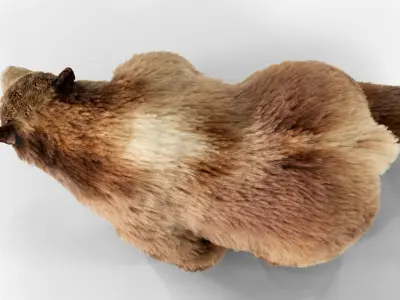 Brown Bear Fur Animated  Low-poly 3D model