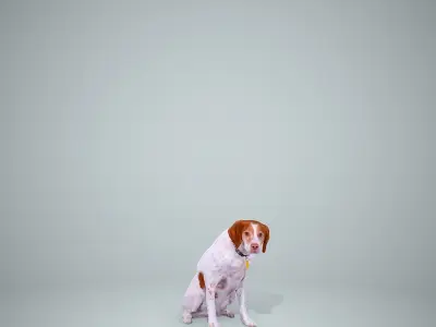 Dog Sitting Still Dog0004-HD2-P01-S 3D model