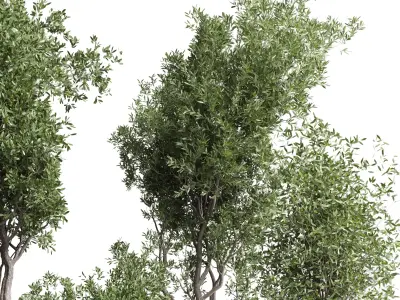 Indoor plant set 367 concrete vase plant tree shrub Low-poly 3D model