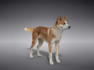 Chinese Rural Dog Animated VFX Grace 3D model