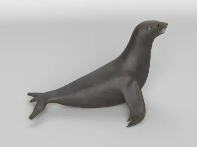 Sea Lion 3D model