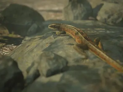 Lizard Lacerta Vivipara Low-poly 3D model