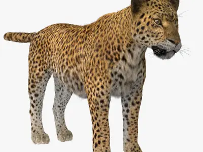 Leopard Fur model 3D model