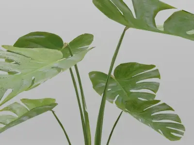 Monstera Plant 3D model