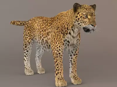 Leopard Fur model 3D model