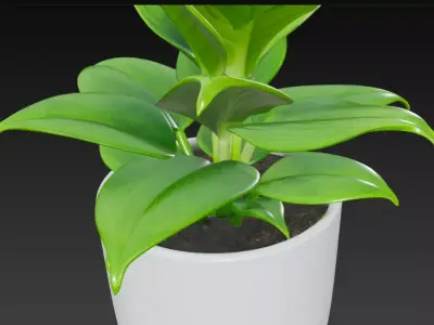 Realistic 3D Indoor Plant in White Ceramic Pot 3D model