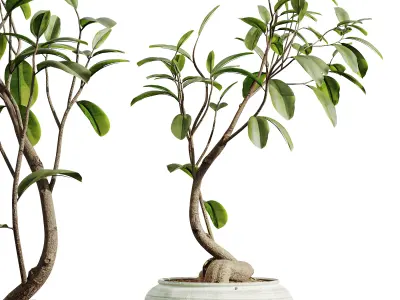 AV HousePlants Japandi Minimalism Ficus Dracaena Marginata12 3D model