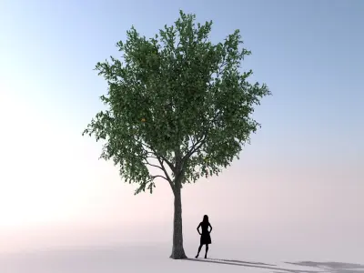 Low Poly Orange tree Low-poly 3D model