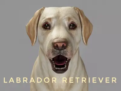 DOG - LABRADOR RETRIEVER  Low-poly 3D model