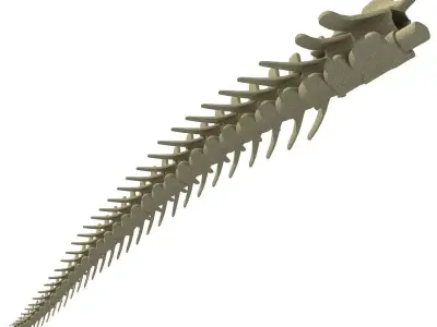 Animal Tail Bones 3D model