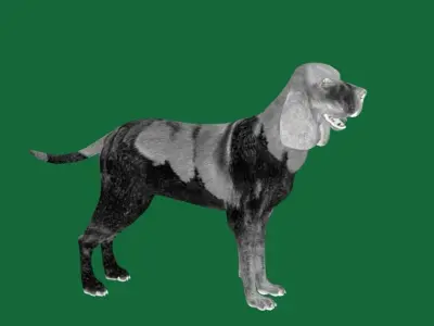 Bracco Italiano Dog 3D model
