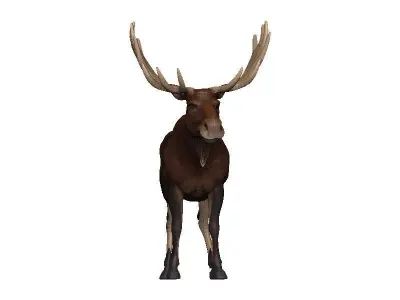 Moose Low-poly 3D model get