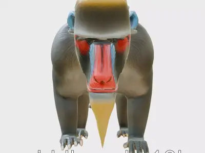 Vibrant Mandrill 3D Model with Blue and Red Markings Low-poly 3D model