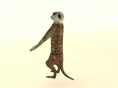 Suricate Meerkat Low-poly 3D model