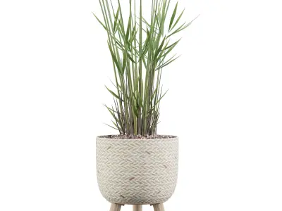 Cyperus Nofretete 01 3D model