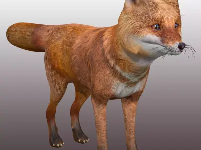 Fox Rig Low-poly 3D model