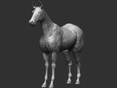 Realistic Horse Hi-Rez base-mesh 3D model 3D model