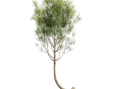 AV HousePlants Japandi Minimalism Ficus Dracaena Marginata15 3D model