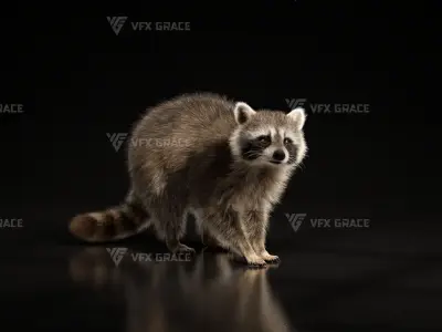 Racoon Animation  rigging  Blender 3D model