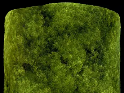 Broom Fork Moss Sparse Version Substance Material and Texture