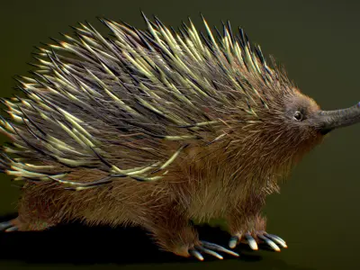 Echidna  3D model