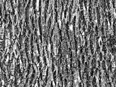 Forest House 3D model