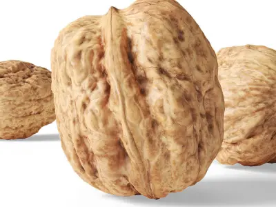 Walnut v1  3D model