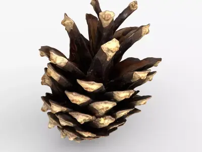 Photorealistic 3D scan of pine conifer cone Low-poly 3D model
