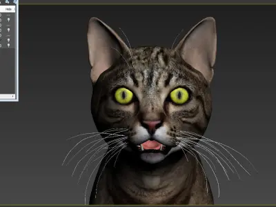 Cat-- tabby cat with eyes 3D model