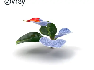 Anthurium Red Glossy Petals model pack Low-poly 3D model