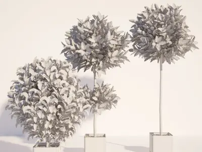 Laurus 1 plant in pot 3D model