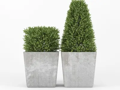 Buxus two concrete potted plants 3D model