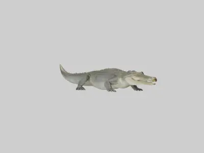 Nile Crocodile basking model Low-poly 3D model