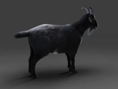 Fur Goat 05 Rigged in Blender  Low-poly 3D model