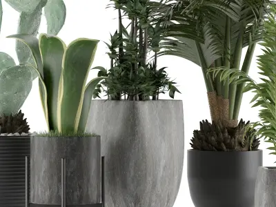 Plants Collection 21 3D model