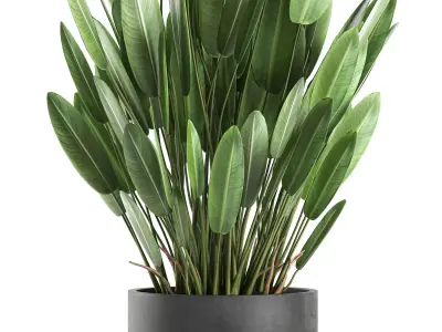 Strelitzia in a pot for the interior 739 3D model