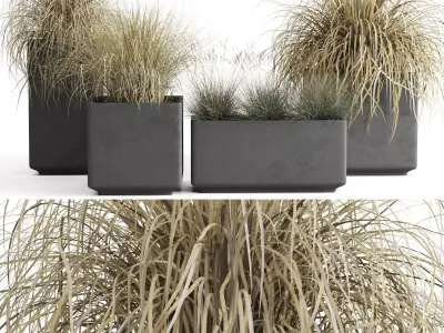 Dried Ornamental Cereal Plants 3D model