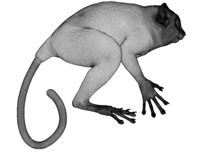 Tarsier Symmetrical 3D model