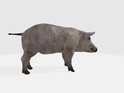 Pig 3d 3D model