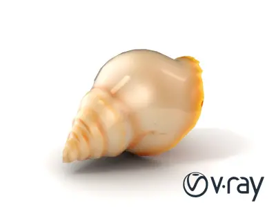 Natural Seashell Scalloped Edge Model Pack Low-poly 3D model