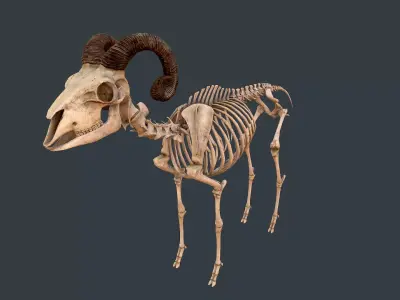 Sheep skeleton Low-poly 3D model