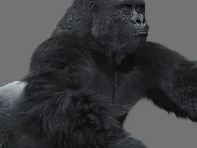 Gorilla-maya gorilla 3D model