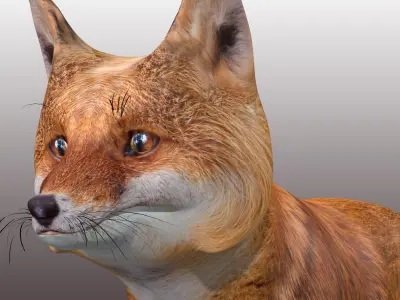 Fox Rig Low-poly 3D model