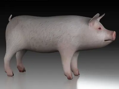 Pig wild Farm Teeth Eyes Trousers Dress Animals mammal animal 3D model